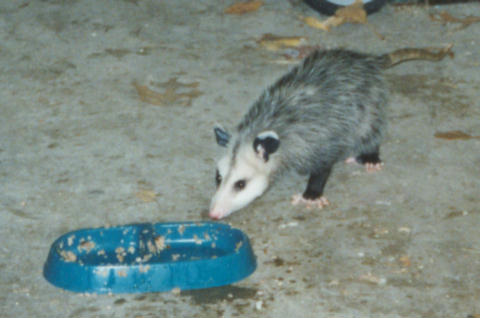 possum